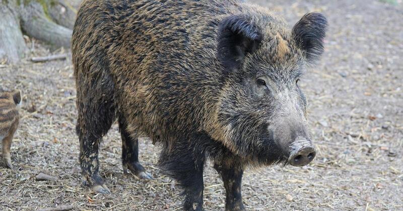 Scontro motociclista-cinghiale a Roma: l&#039;animale morto sul colpo, l&#039;uomo gravissimo