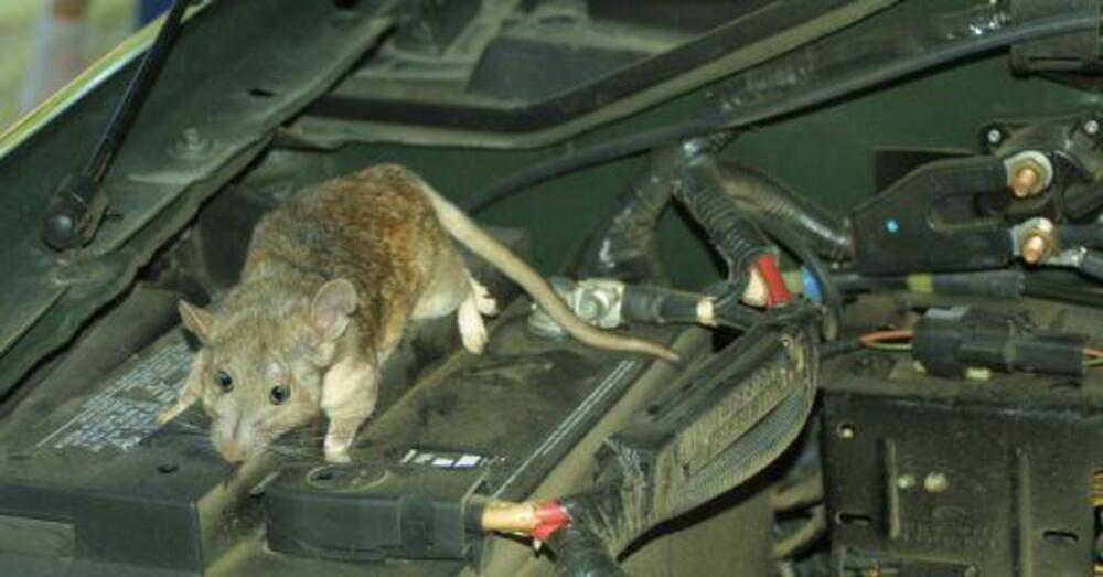 Ora a Roma i topi mettono fuori uso pure le auto... Ecco cosa &egrave; successo