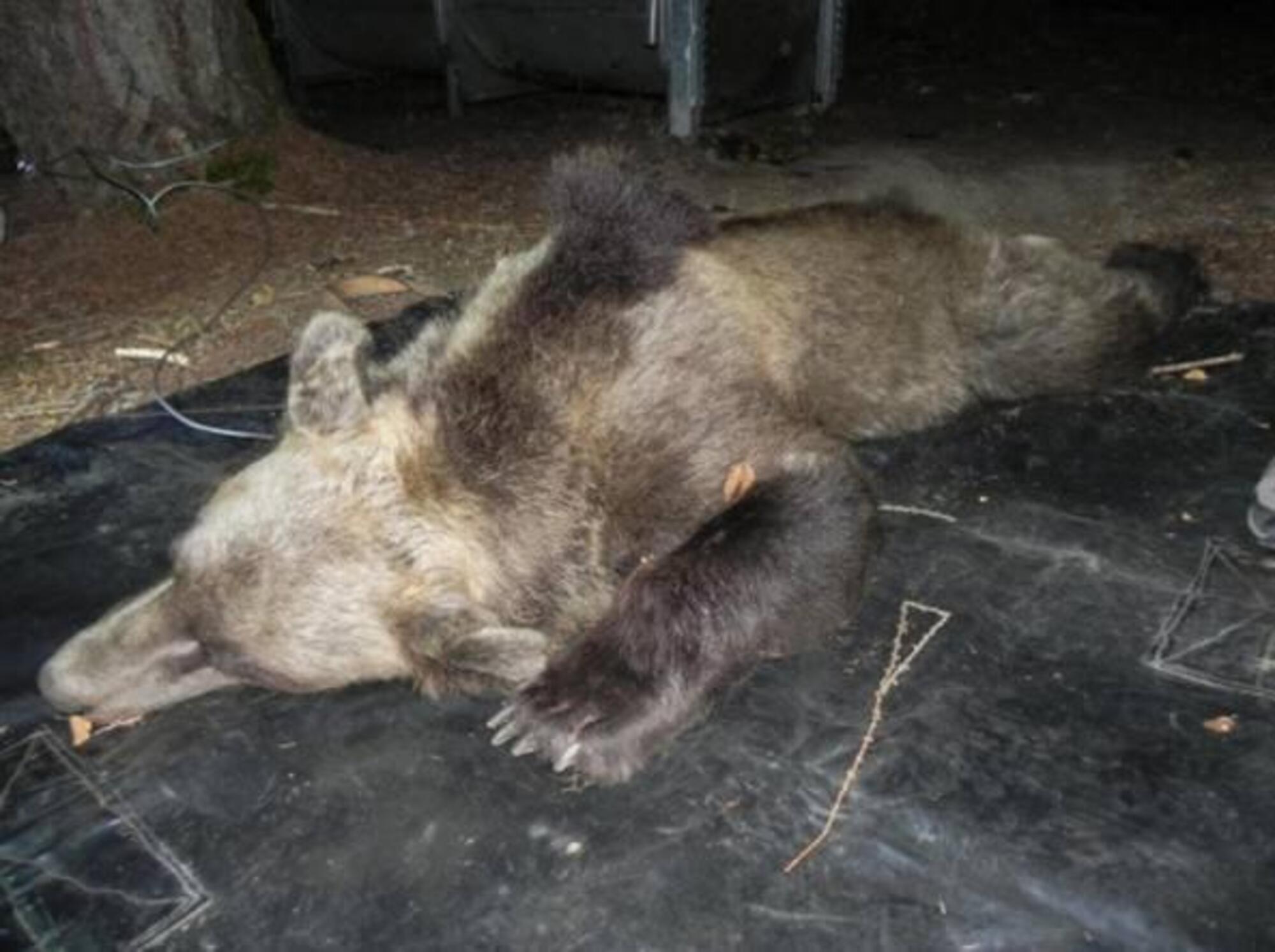 Kj2, l'orsa abbattuta nel 2017