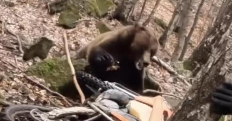 Endurista attaccato da un orso nel bosco, salvo grazie al rombo delle moto [VIDEO]