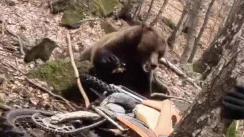 Endurista attaccato da un orso nel bosco, salvo grazie al rombo delle moto [VIDEO]