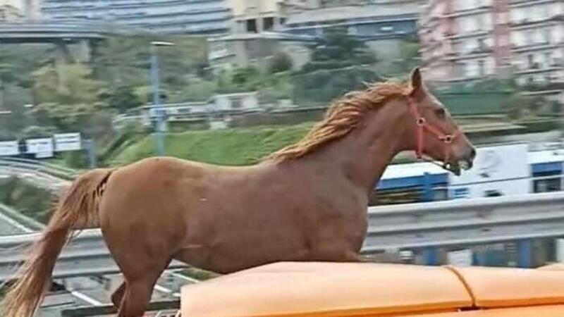 Come un cavallo in tangenziale... a Napoli 