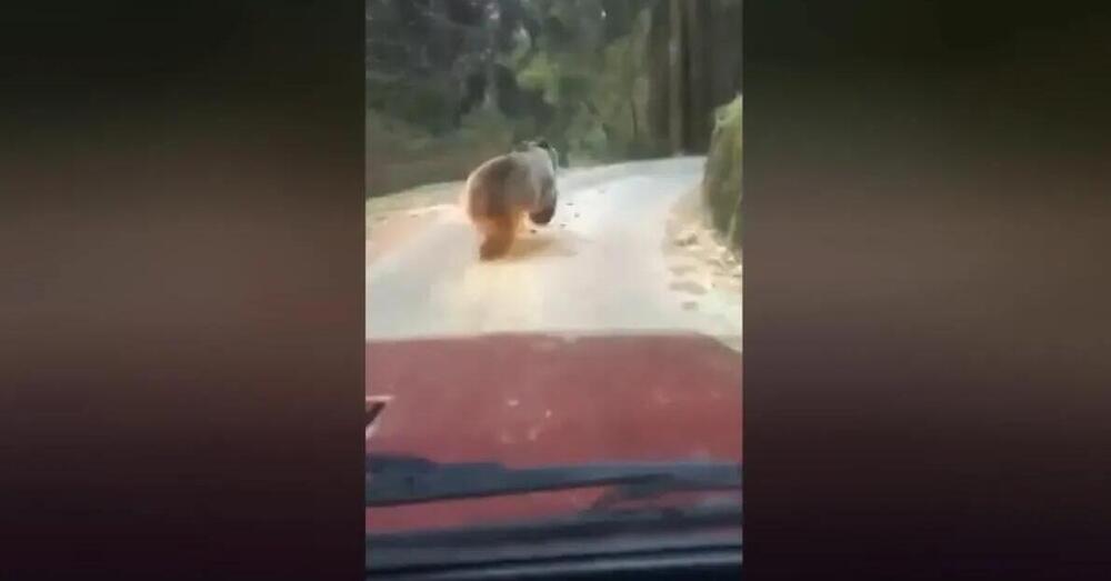 Inseguono due orsi in auto in Trentino e il video li fa finire nei guai: ecco perch&eacute;