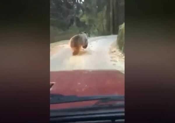 Inseguono due orsi in auto in Trentino e il video li fa finire nei guai: ecco perch&eacute;