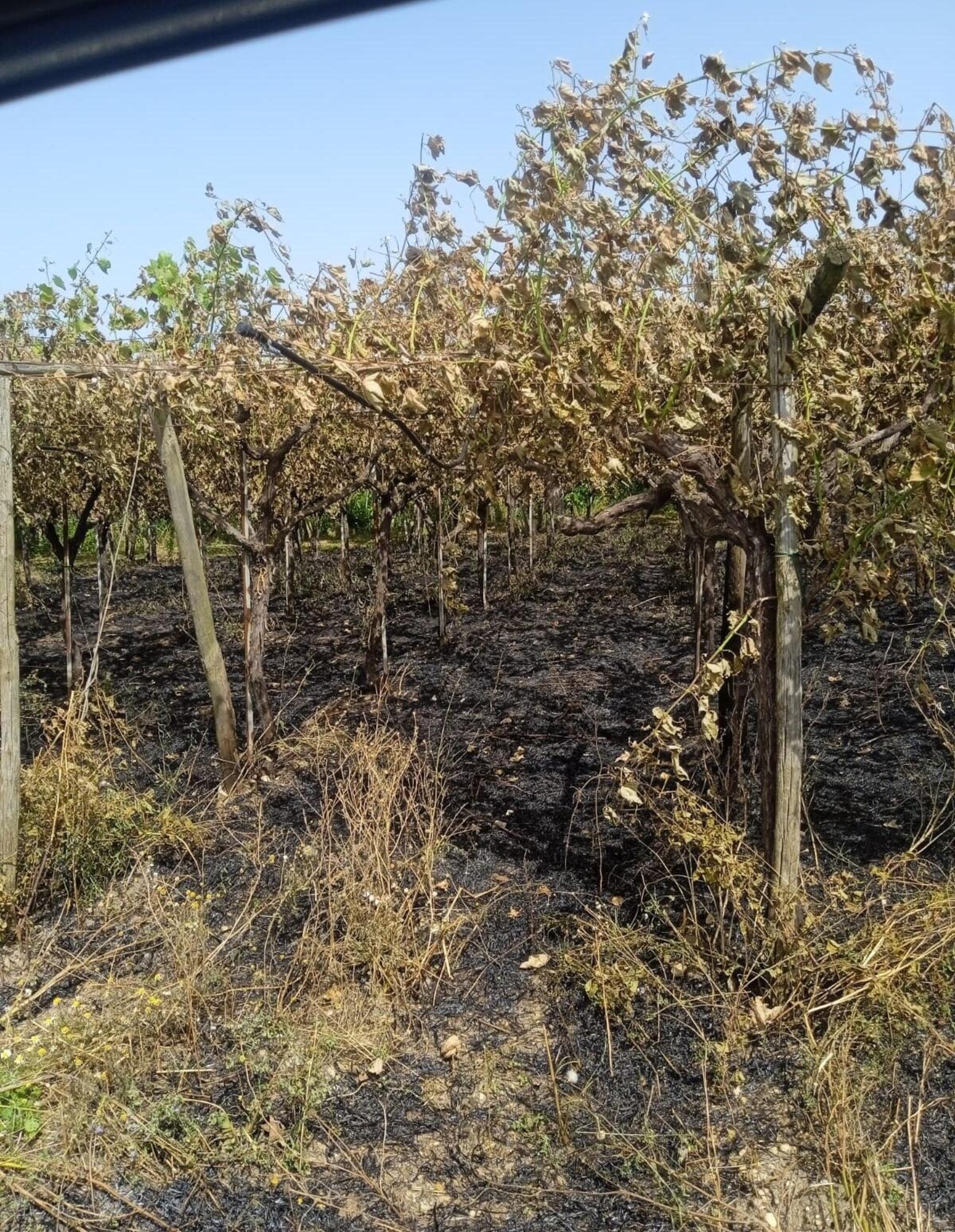 Gli effetti dell&#039;incendio doloso che ha colpito il terreno di Ramunno, gi&agrave; minacciato in precedenza dalla mafia