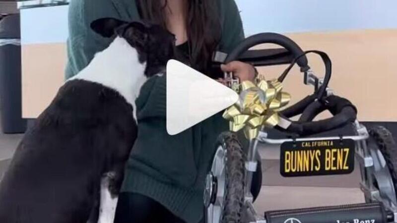 Bunny, il cane amputato che guida una Mercedes [VIDEO] 