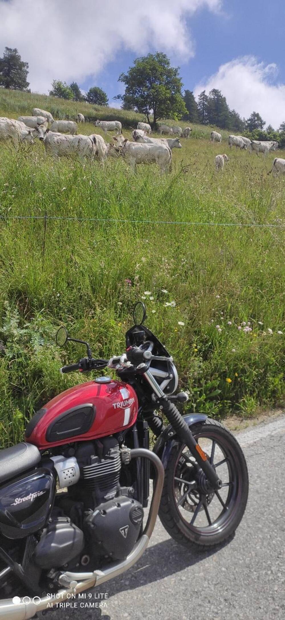 Triumph Street Twin 900 (2017 - 18) (7)