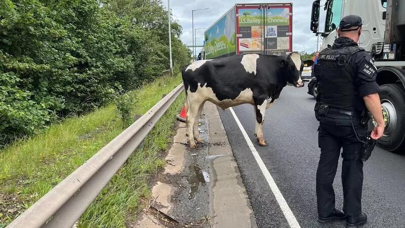 Cade una mucca dal camion, caos in autostrada [VIDEO]