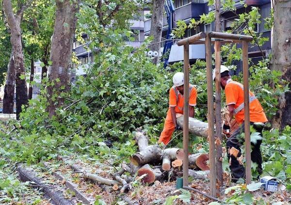 Ecco come Milano taglia gli alberi e finisce alluvionata. E il sindaco Beppe Sala&hellip;