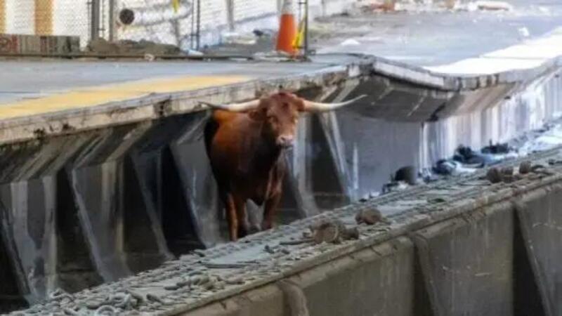 Treni in ritardo a New York, c&#039;&egrave; di mezzo un Toro (non Lamborghini)