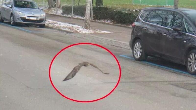 L&#039;autovelox di Zurigo non lascia scampo: fotografato un rapace che volava a pi&ugrave; di 30 km/h