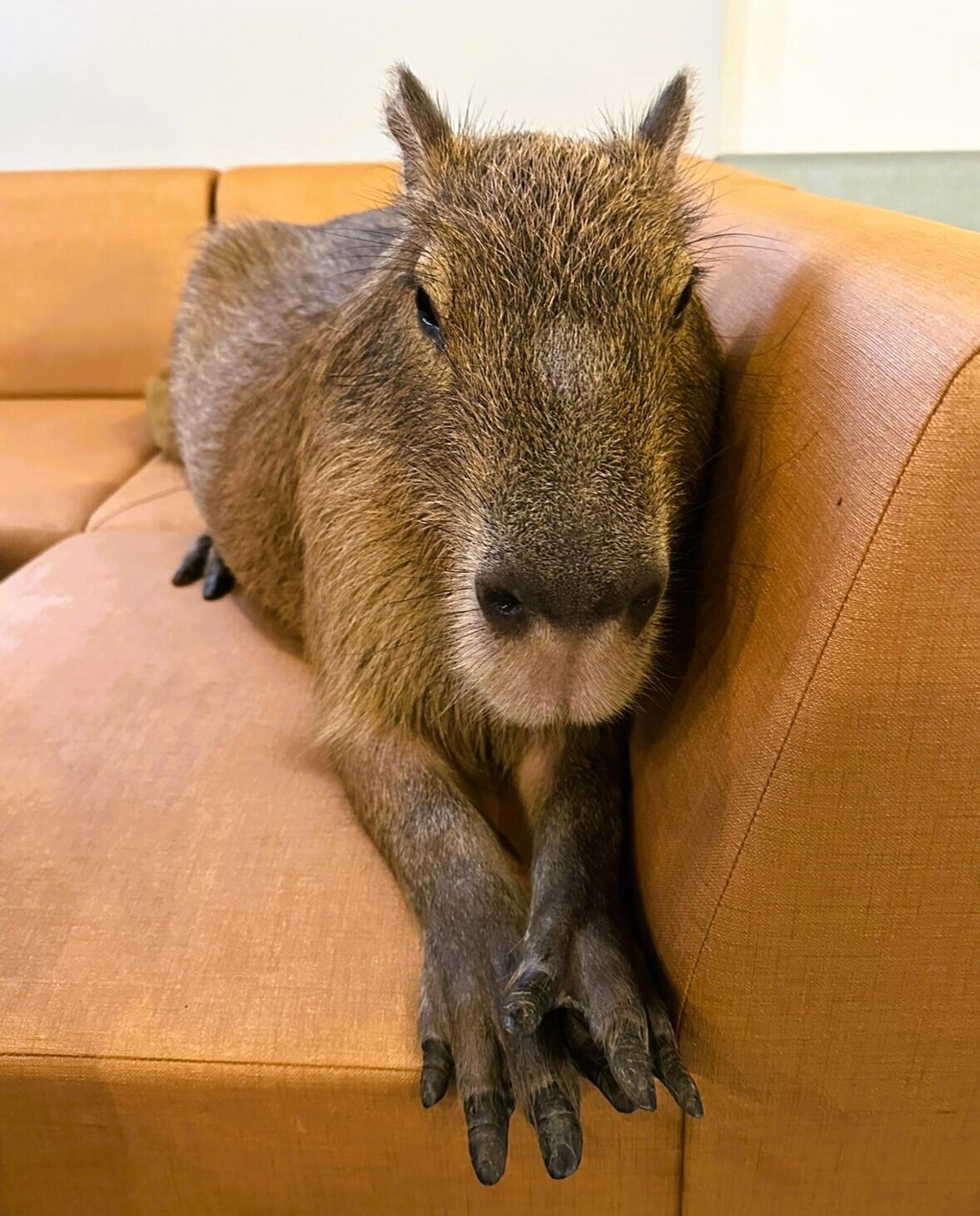Uno dei capybara star nel caff&eacute;