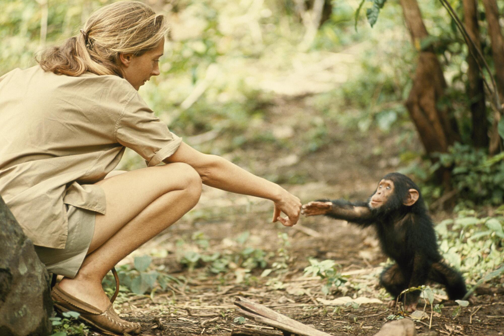 Jane Goodall in Tanzania 