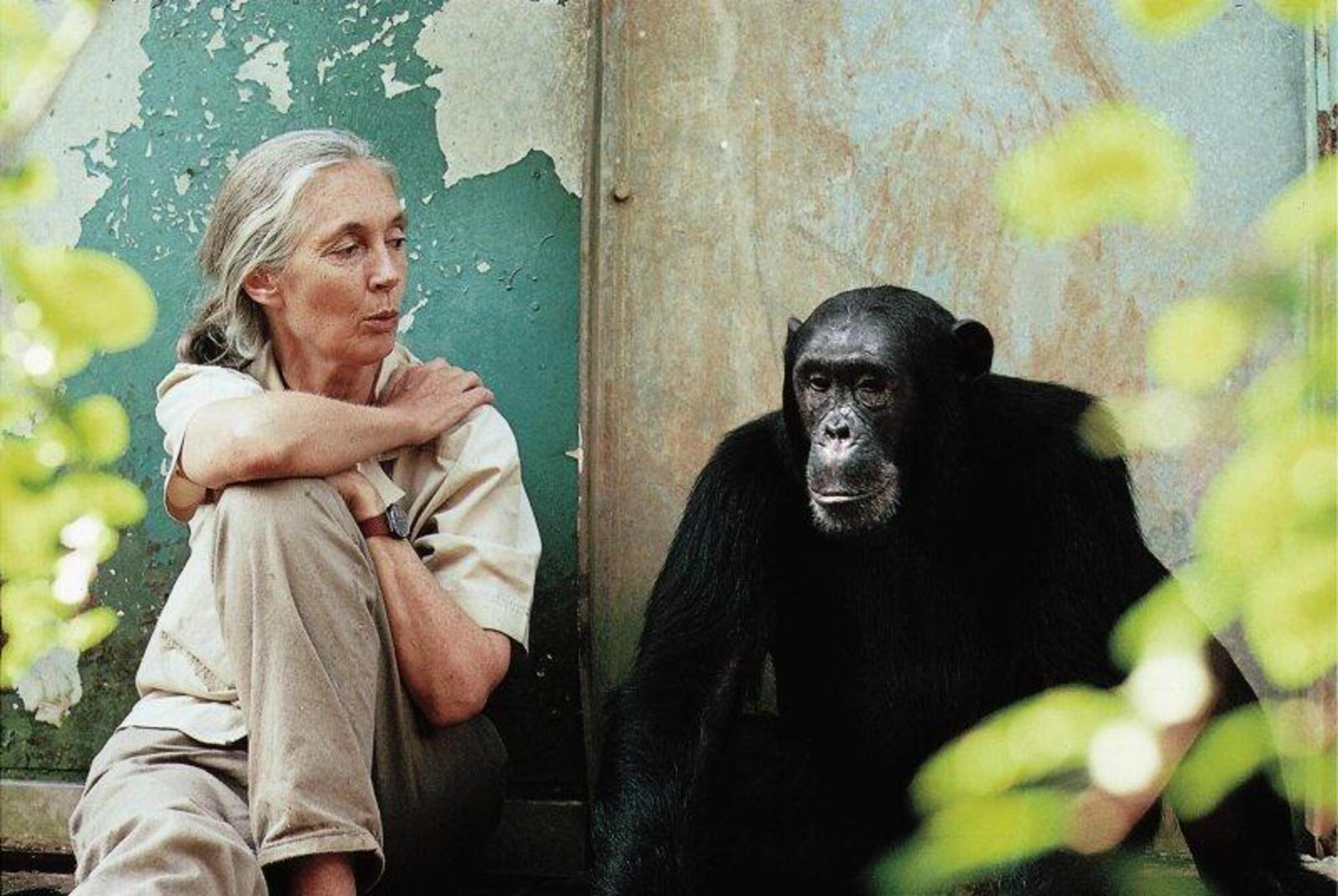 Jane Goodall 