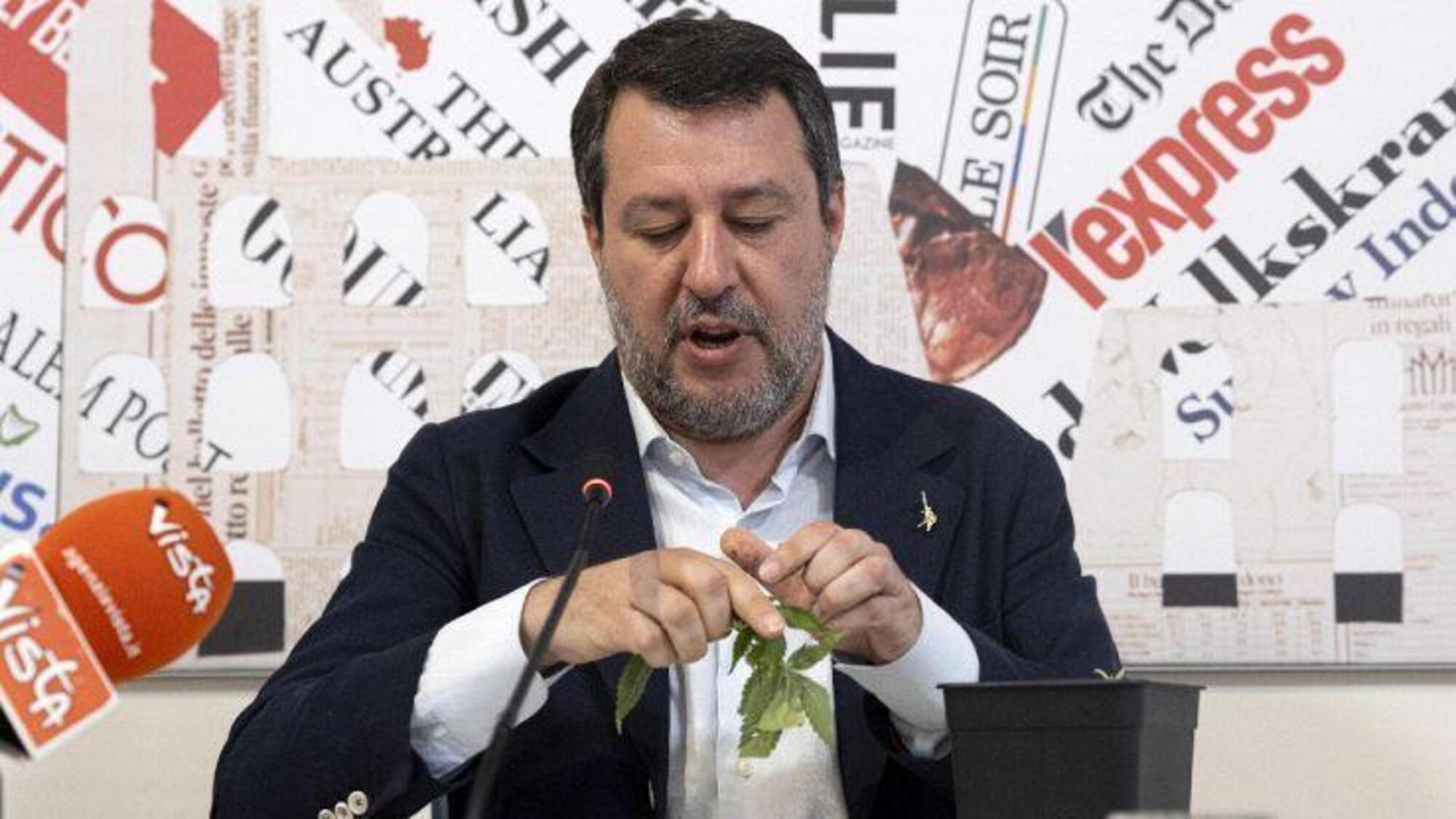 Salvini distrugge una piantina di cannabis light 