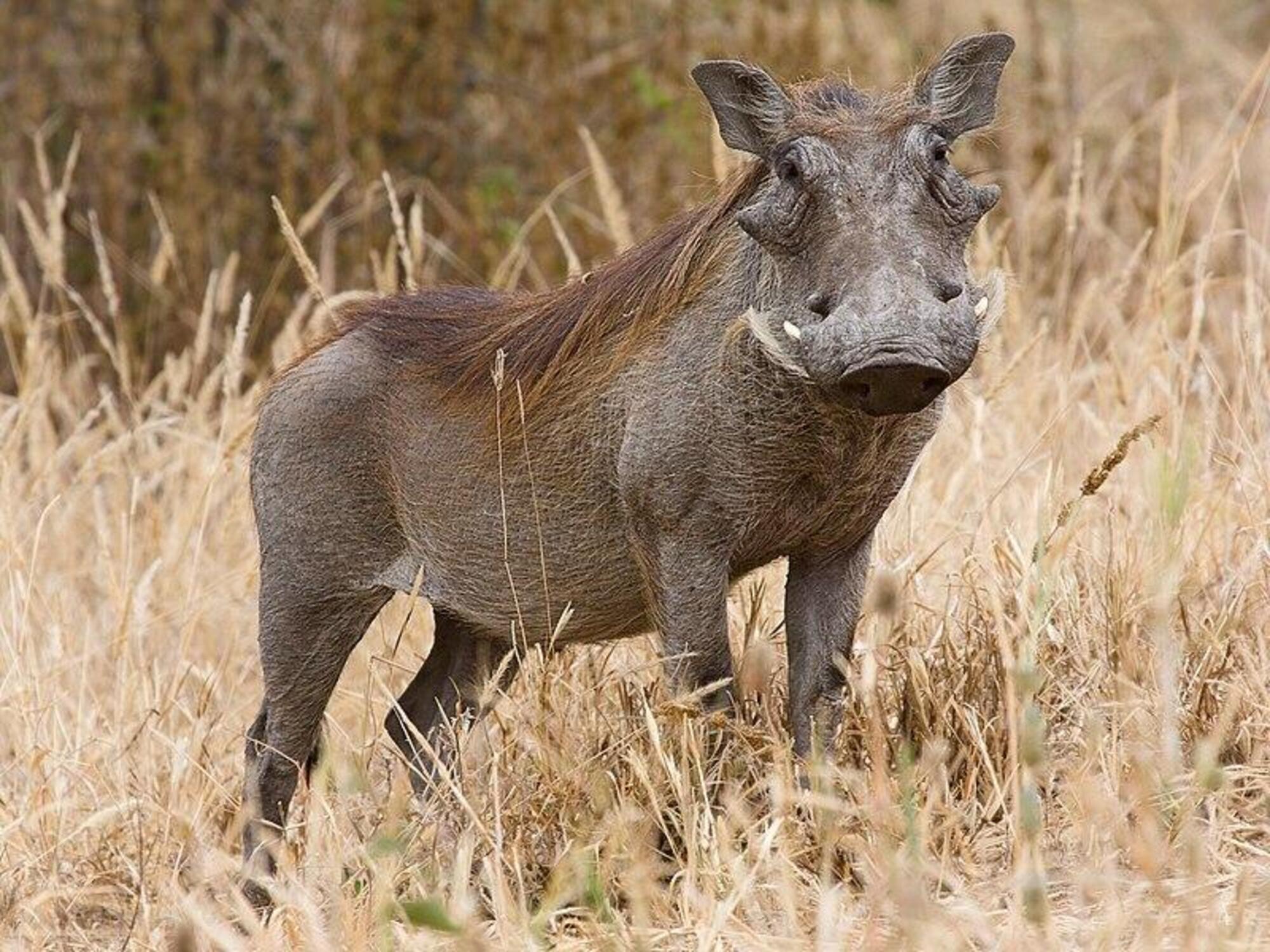 Il cinghiale africano che ha ispirato la storia di Pumba del Re Leone