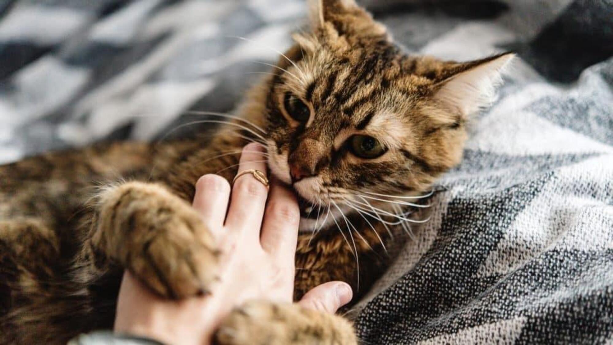 Quando il nostro animale domestico (in questo caso un gatto) mostra diffidenza