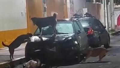 Un'auto "sbranata" in Messico dai cani randagi, il video &egrave; virale 