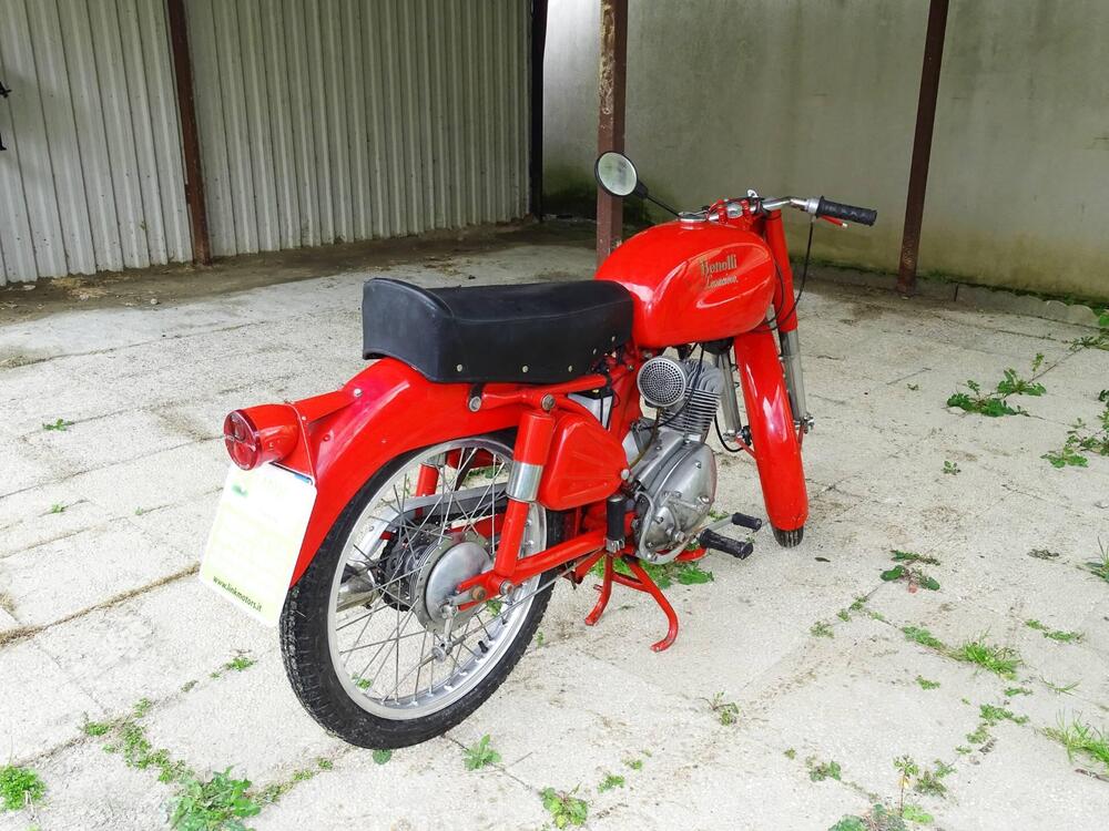 Benelli LEONCINO  (7)