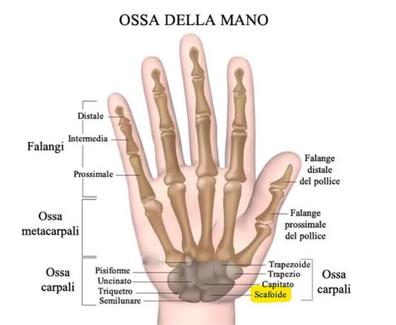 Le ossa della mano e lo scafoide