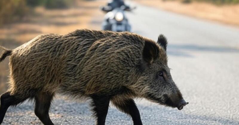 Nico Cereghini: &ldquo;Gli animali selvatici, possiamo fare qualcosa?&rdquo;