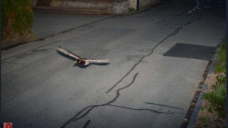 Autovelox in Svizzera: la multa &quot;impossibile&quot; a 50 km/h