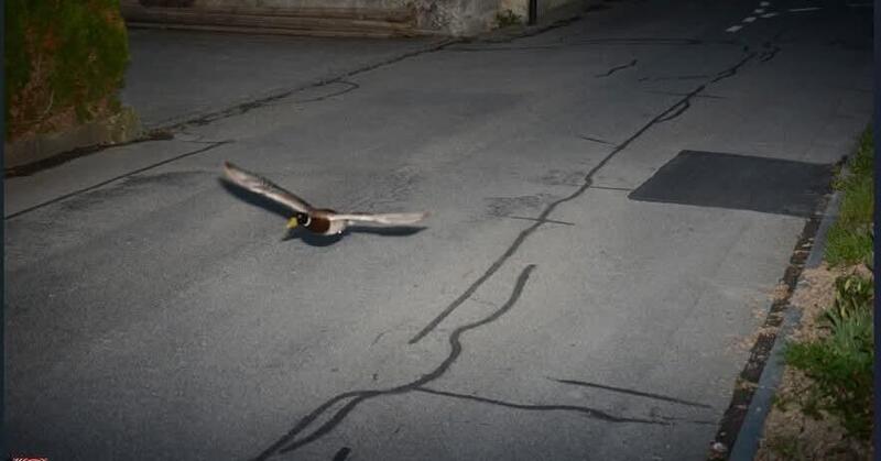 Autovelox in Svizzera: la multa &quot;impossibile&quot; a 50 km/h