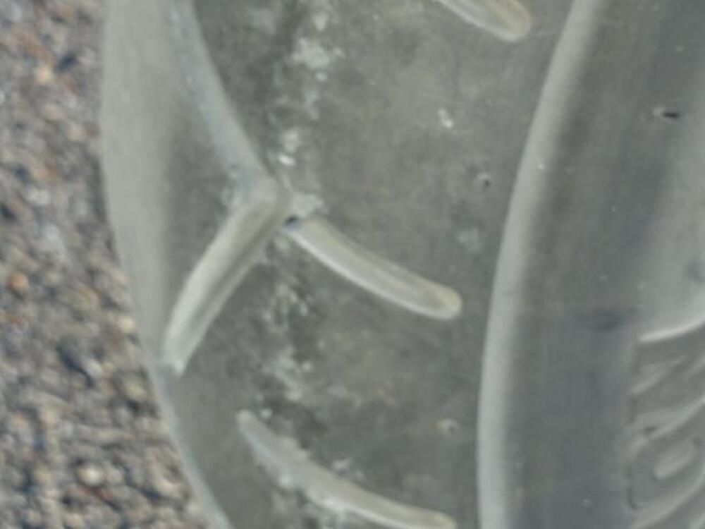 Bmw R 1200 C Avantgarde (1999 - 02) (16)