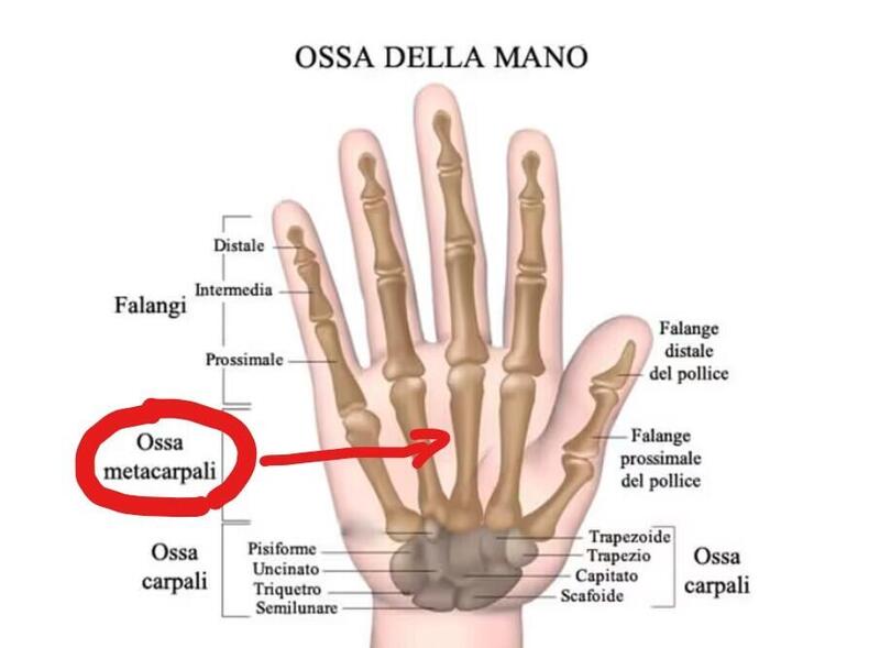Le ossa della mano