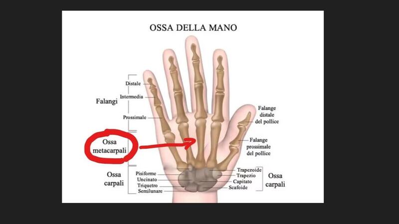 Ossa della mano