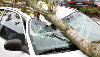 Chi paga se un&#039;albero mi cade sull&#039;auto? Assicurazione o il comune?