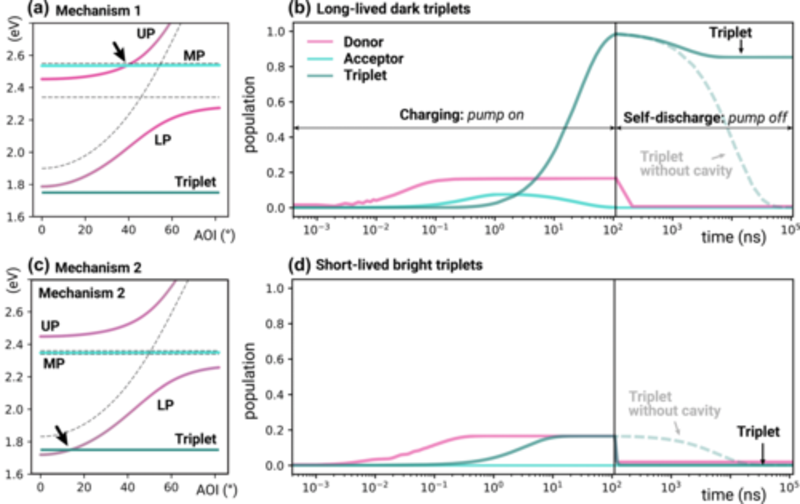 Nell&#039;immagine vengono mostrati i cosiddetti polaritoni (stati ibridi di luce e materia) descritti da un particolare modello quantistico, insieme agli stati eccitati (tripletto) della molecola che riceve l&rsquo;energia.  I colori indicano quanto ogni stato contribuisce all&rsquo;energia immagazzinata, e il cosiddetto &quot;polaritone centrale&quot; (MP) &egrave; quello pi&ugrave; influenzato dallo stato eccitato singoletto della molecola ricevente.  (a) Tripletto &ldquo;oscuro&rdquo;: Quando l&rsquo;energia del singoletto della molecola ricevente coincide con quella di un polaritone &ldquo;luminoso&rdquo; (cio&egrave; facilmente eccitabile dalla luce), si pu&ograve; creare un tripletto che per&ograve; non interagisce pi&ugrave; con la luce. Questi triplette sono detti &quot;oscuri&quot;, non perdono energia facilmente e quindi durano a lungo: perfetti per accumulare energia.  (b) Tripletto &ldquo;luminoso&rdquo;: In altri casi, il tripletto si forma direttamente interagendo con un polaritone luminoso. Qui per&ograve; lo stato rimane parzialmente &ldquo;visibile&rdquo; alla luce, e quindi tende a perdere energia rapidamente, riducendo la capacit&agrave; di accumulo.  (c) Meccanismo 1: Qui il tripletto che si forma non riesce a scaricarsi completamente, quindi una buona parte dell&rsquo;energia rimane immagazzinata anche a lungo. Questo rende il sistema molto efficace per l&rsquo;accumulo energetico.  (d) Meccanismo 2: In questo caso, invece, il tripletto &ldquo;luminoso&rdquo; si scarica subito, come i polaritoni stessi, e quindi non riesce a trattenere l&rsquo;energia: l&rsquo;accumulo &egrave; scarso.
