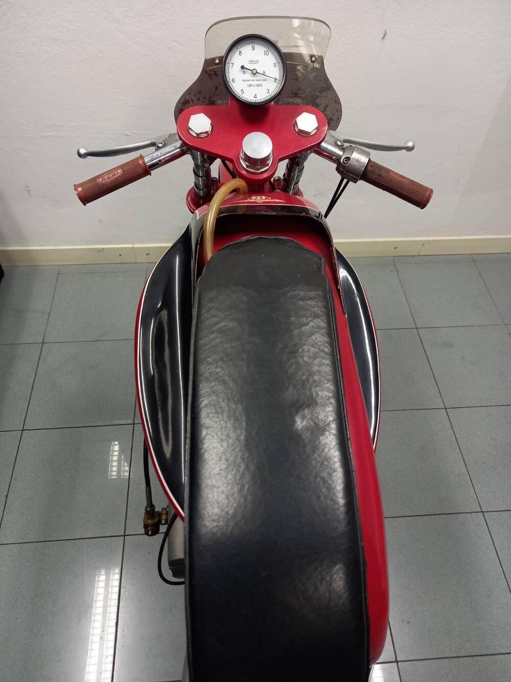 Rumi JUNIOR CORSA (12)