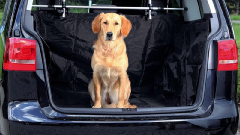 Animali in auto: no alla cintura specifica, ecco cosa dice la Legge