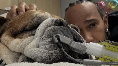 Paura per Lewis Hamilton: il suo cane Roscoe &egrave; grave, saltato il test al Mugello