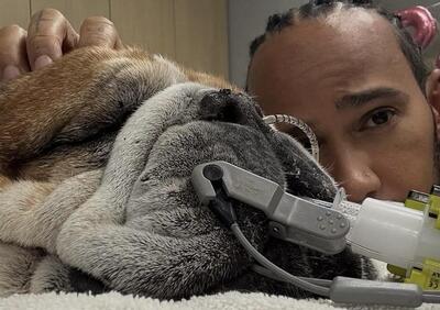 Paura per Lewis Hamilton: il suo cane Roscoe è grave, saltato il test al Mugello