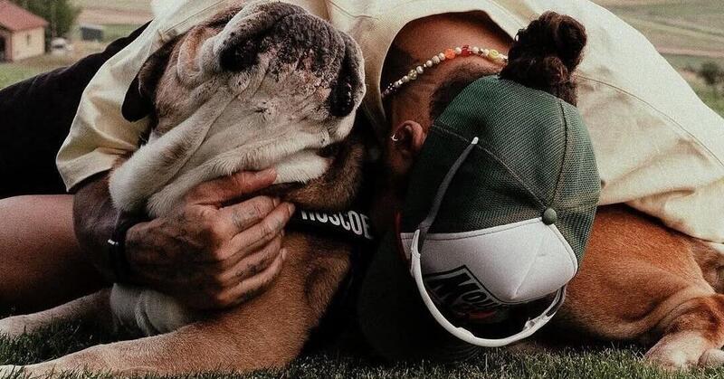 Roscoe non ce l&#039;ha fatta, Hamilton d&agrave; il triste annuncio: &quot;La decisione pi&ugrave; dura della mia vita&quot;