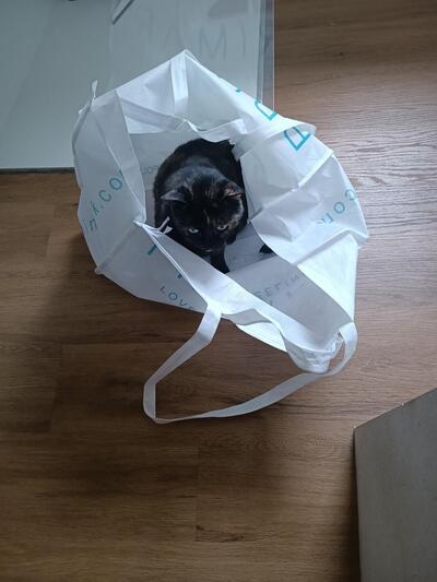 Aprilia Atlantic 500 (2005 - 11) usata