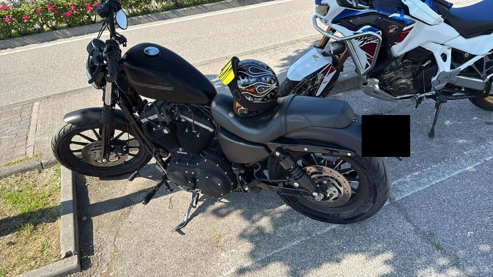 Harley-Davidson 883 (2008 - 09) - XL (9)