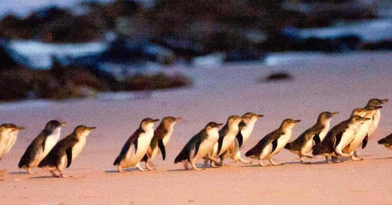 MotoGP. Michael Scott su Phillip Island: solo i pinguini saranno contenti