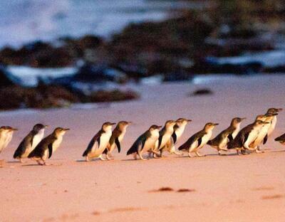 MotoGP. Michael Scott su Phillip Island: solo i pinguini saranno contenti