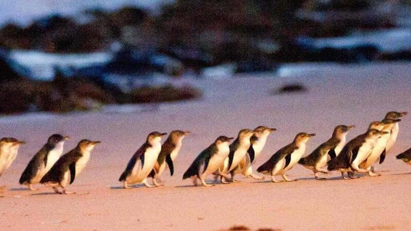 MotoGP. Michael Scott su Phillip Island: solo i pinguini saranno contenti