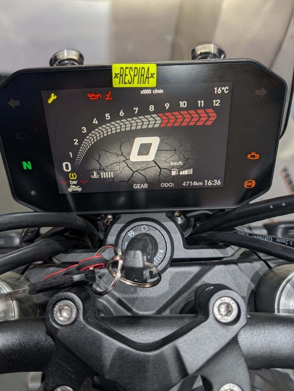 Voge Trofeo 525ACX Scrambler (2023 - 26) (5)