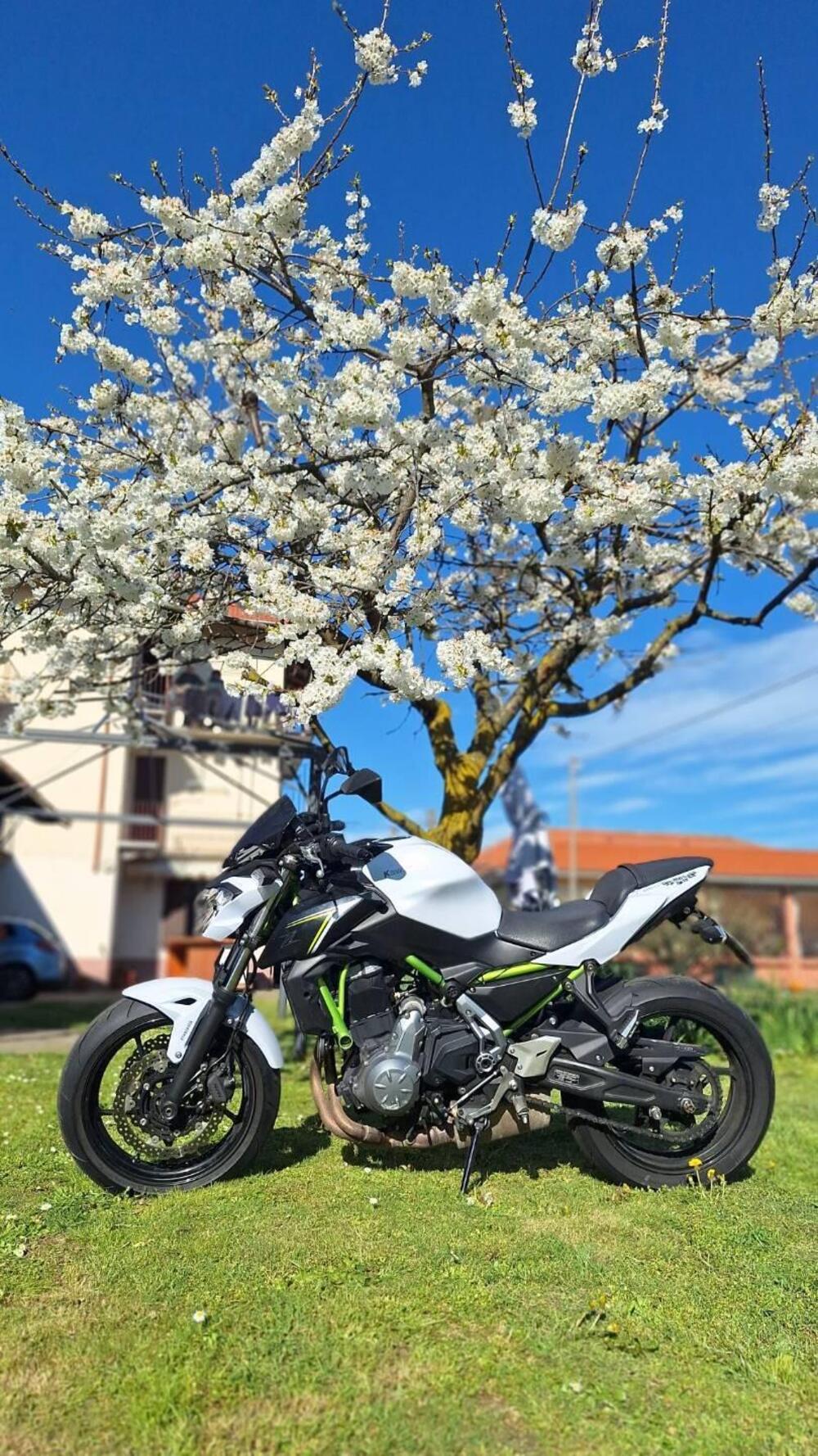 Kawasaki Z 650 (2017 - 19) (6)