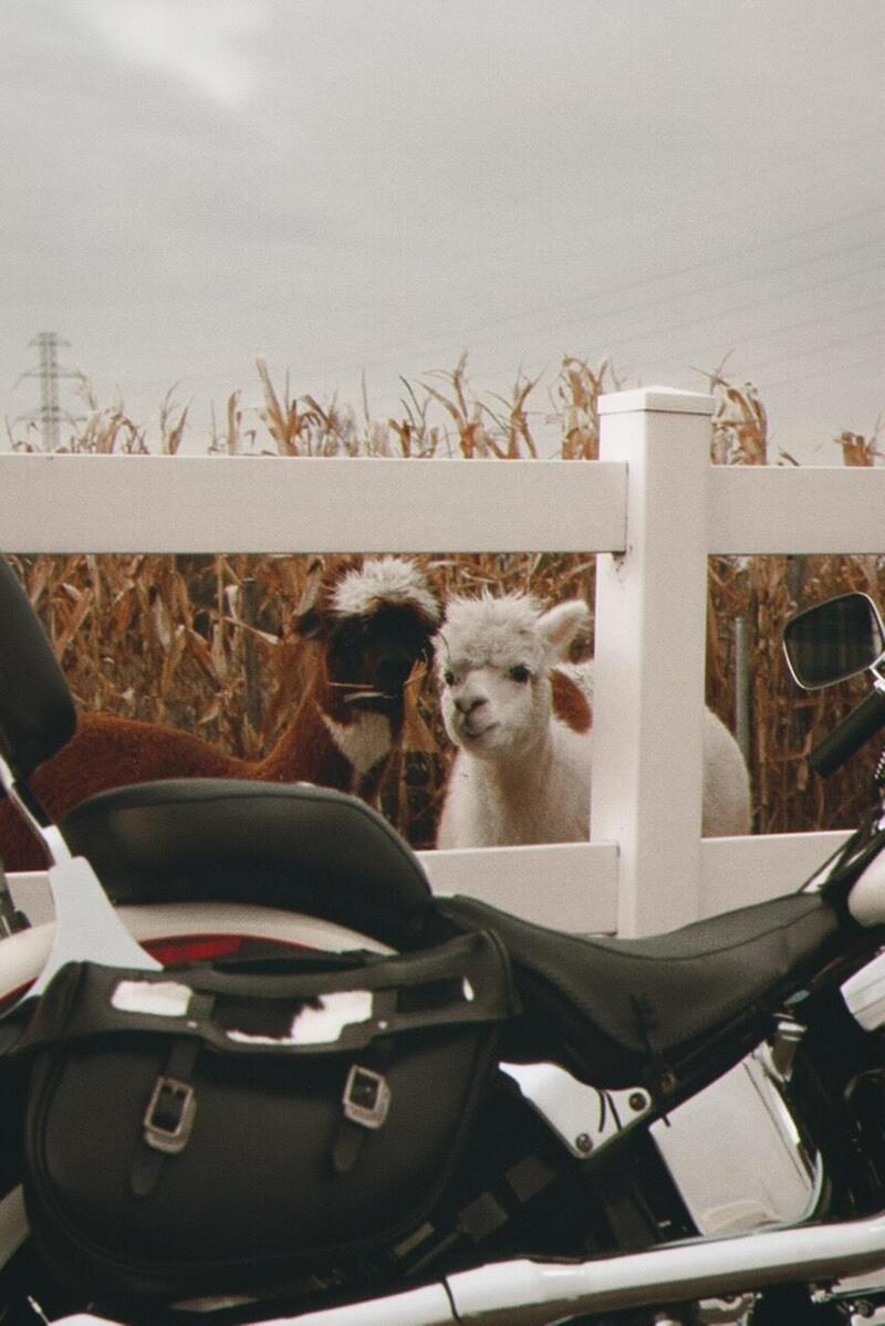 Harley-Davidson 1340 Heritage Special (1993 - 96) (14)