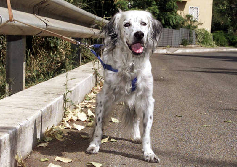 Soccorso stradale agli animali: dal 27 dicembre sar&agrave; obbligatorio