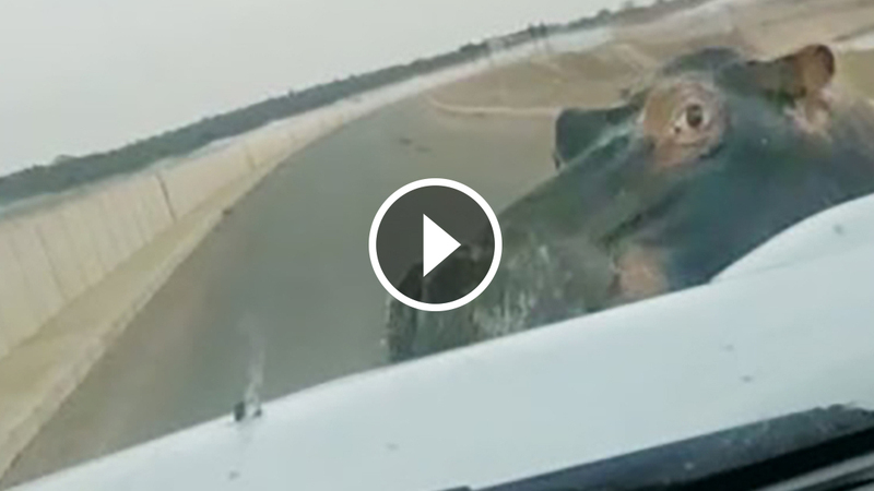 Ippopotamo furioso contro Ford Ranger [Video]